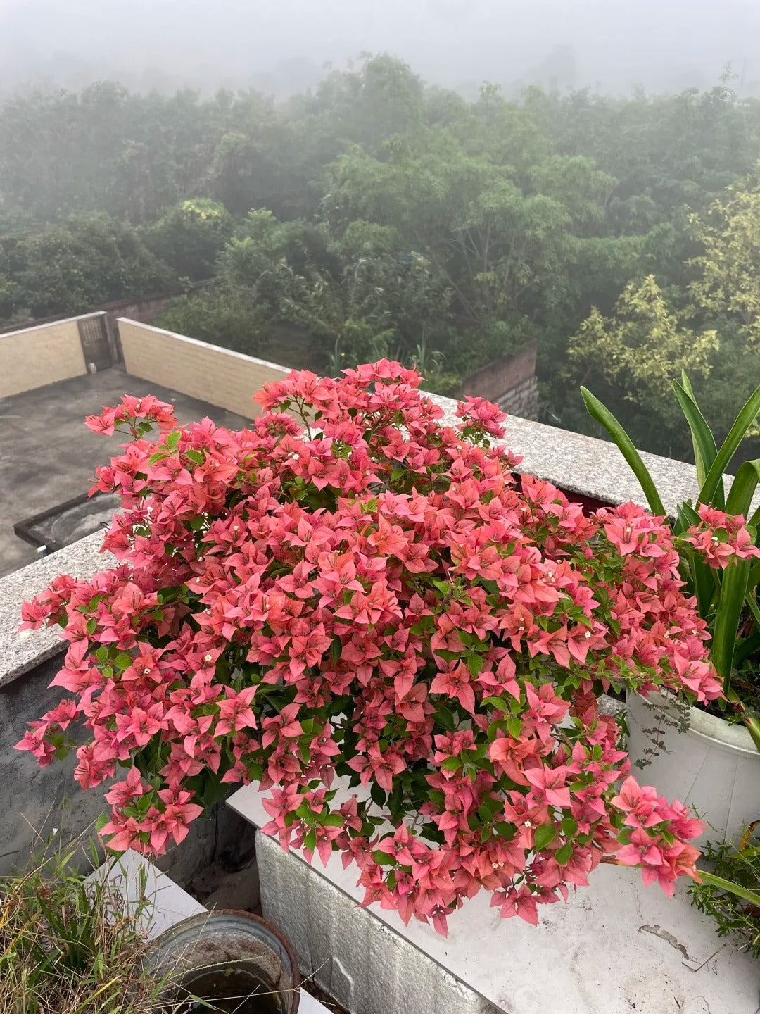 Bougainvillea 'Brezza Red'