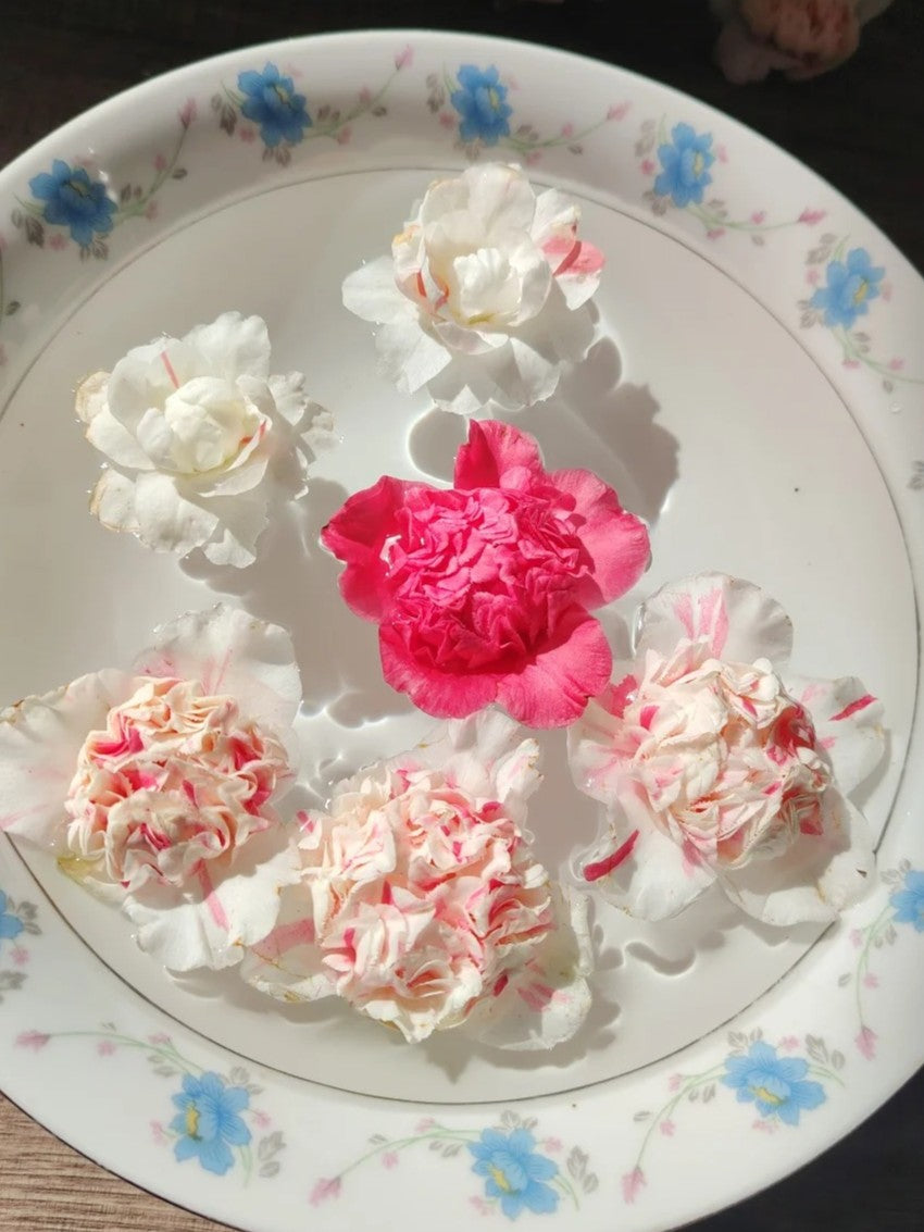 'Sajin Baozhu' Camellia