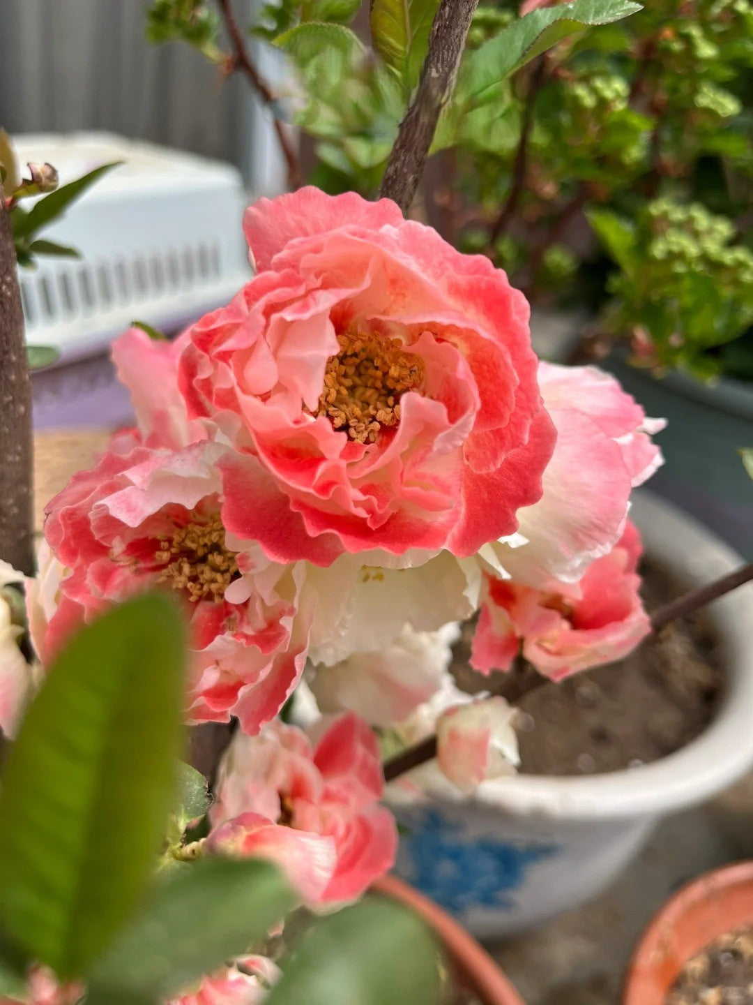 'Caiyu Rose Promise' Japanese Flowering Quince