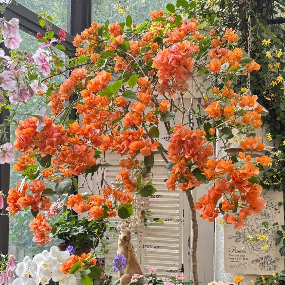 Bougainvillea 'Mrs. McClean'