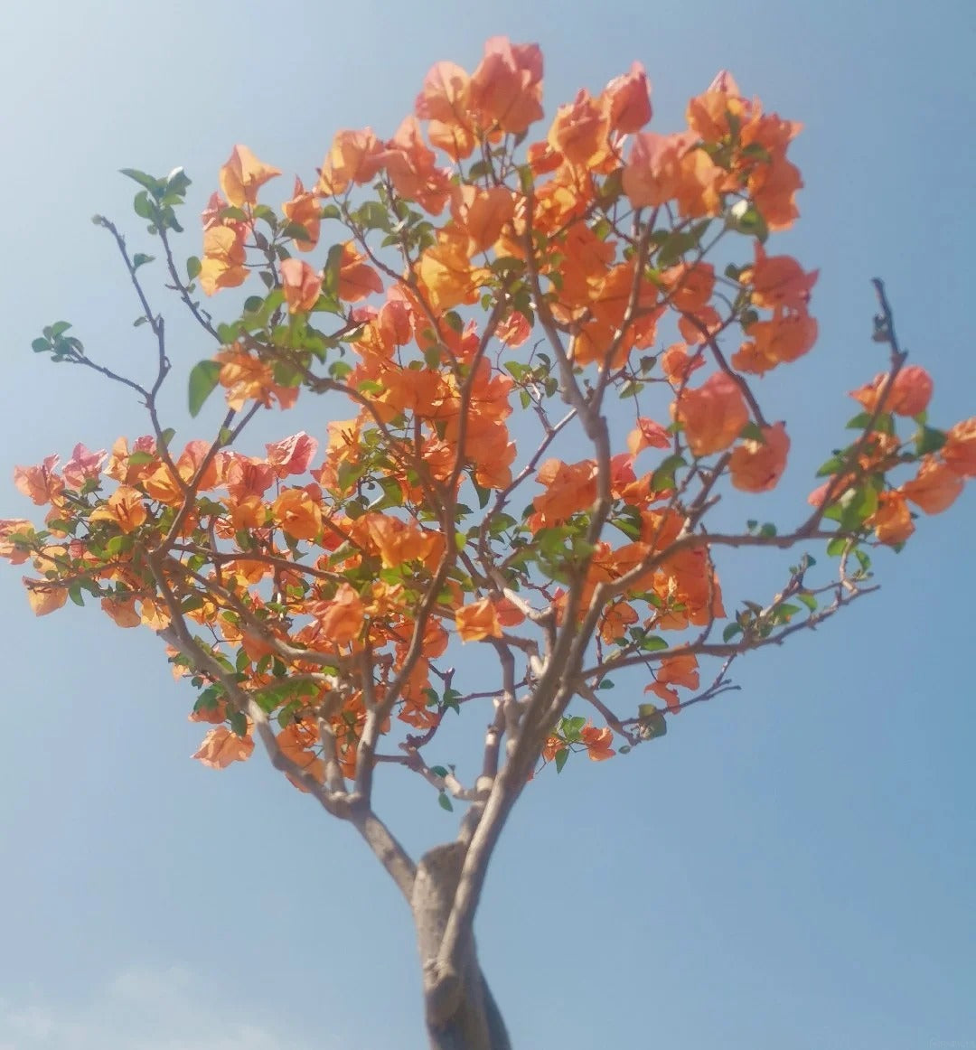 Bougainvillea 'Mrs. McClean'
