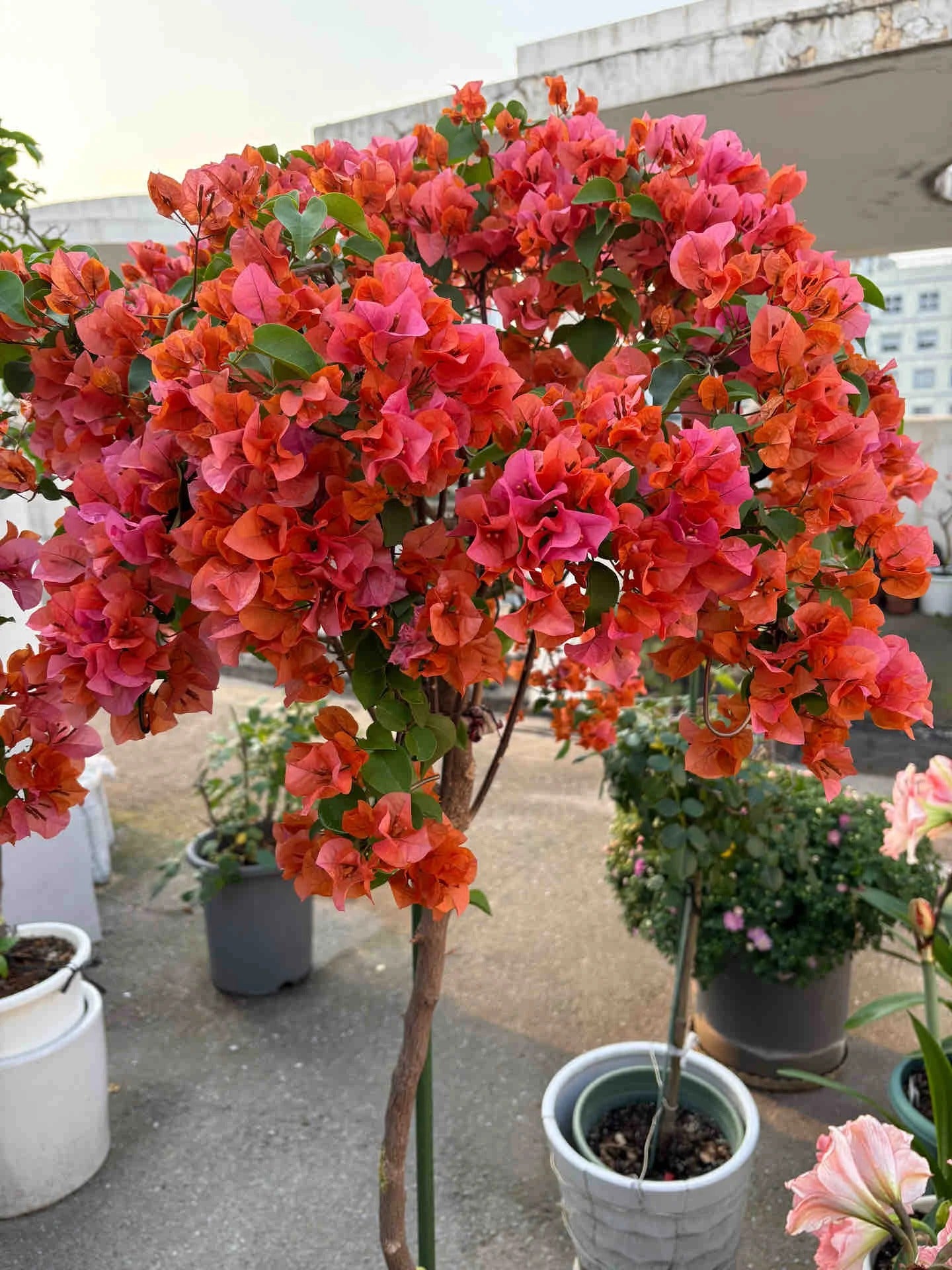 Bougainvillea 'Mrs. McClean'