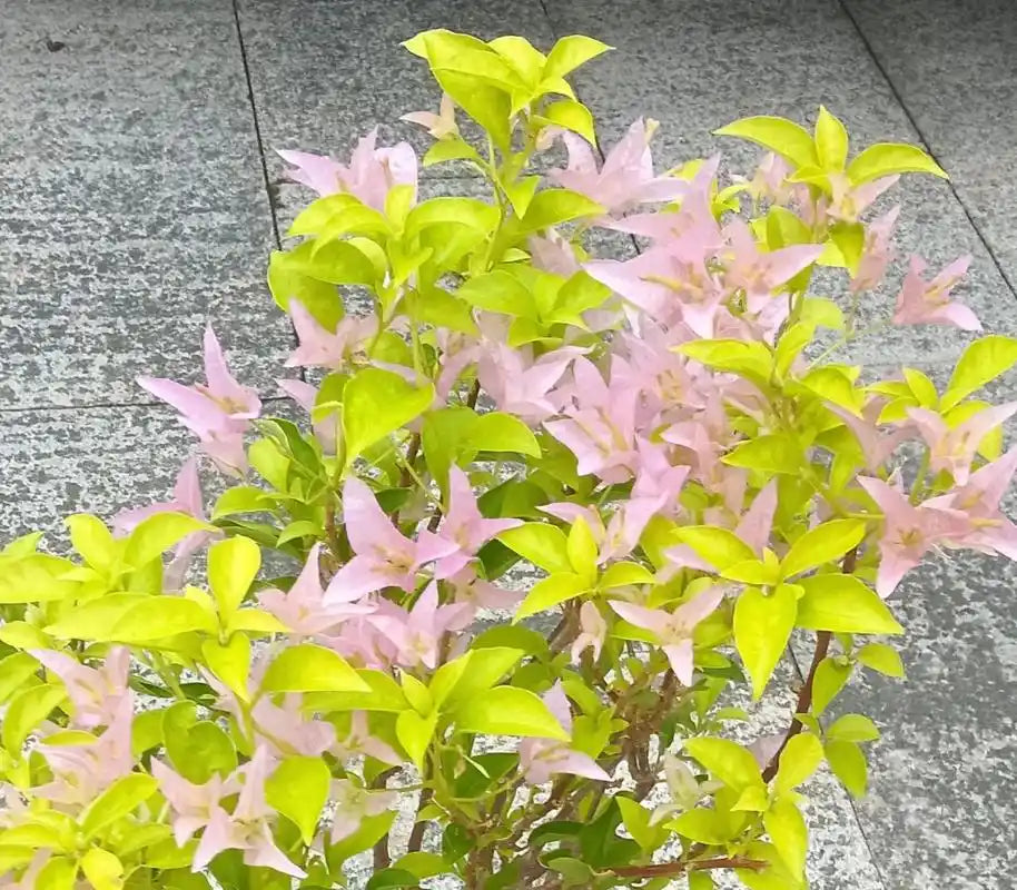 Bougainvillea 'Golden peach'