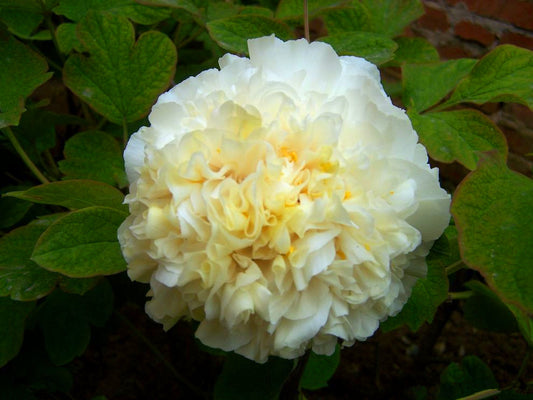 Huang Cui Yu 黄翠羽 Tree Peony