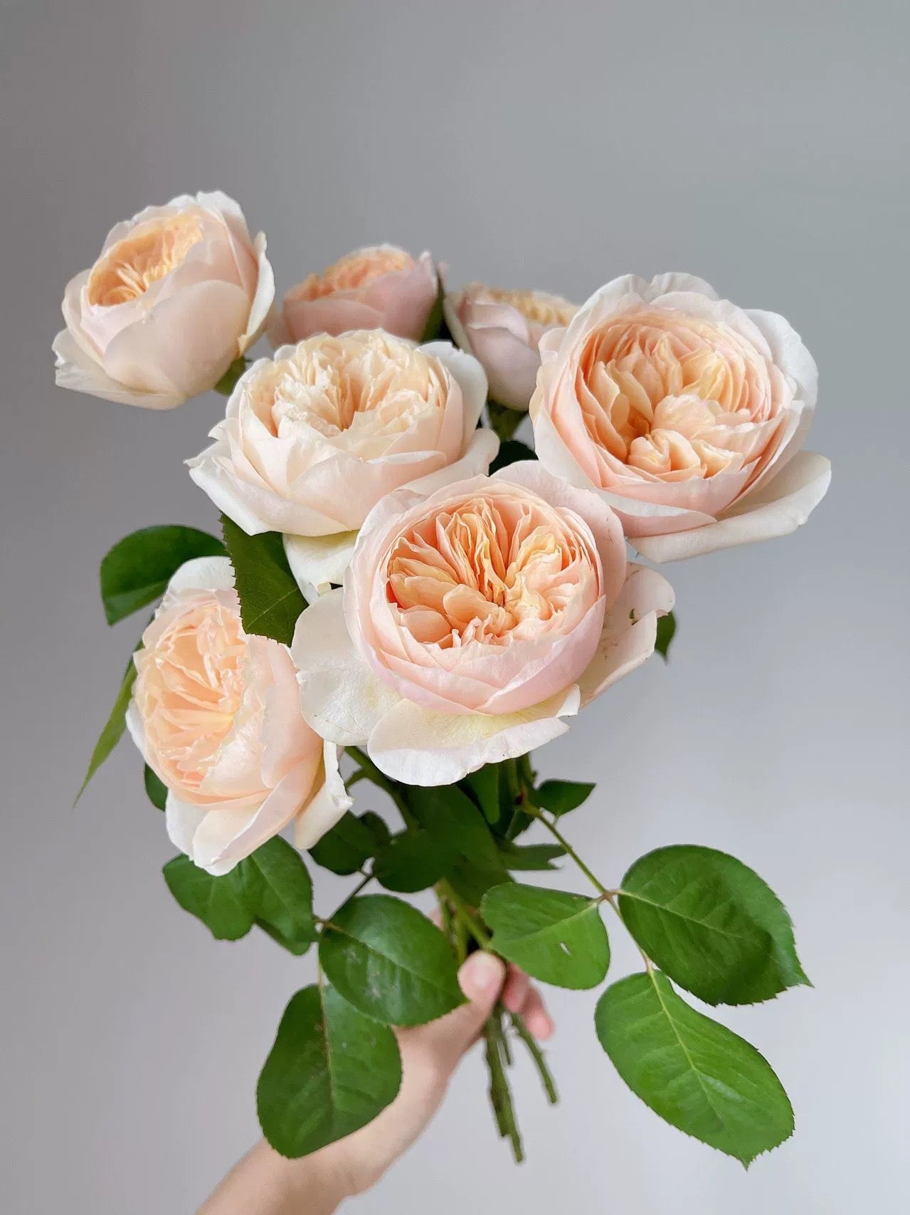 Ausjameson - English Shrub Rose Brush Wedding Cut Roses Live Plant, 3-5 gallon