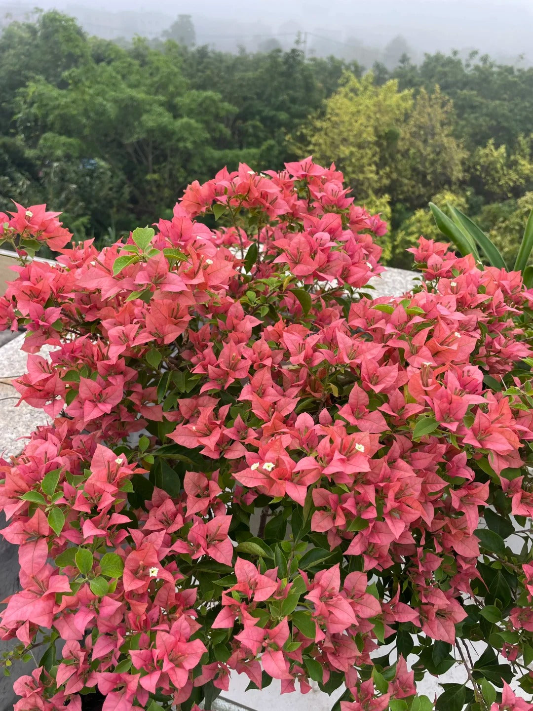 Bougainvillea 'Brezza Red'