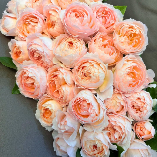 'Xingrang' Shrub Rose