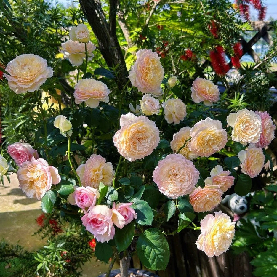 'Jade Bowl Lace' Shrub Rose