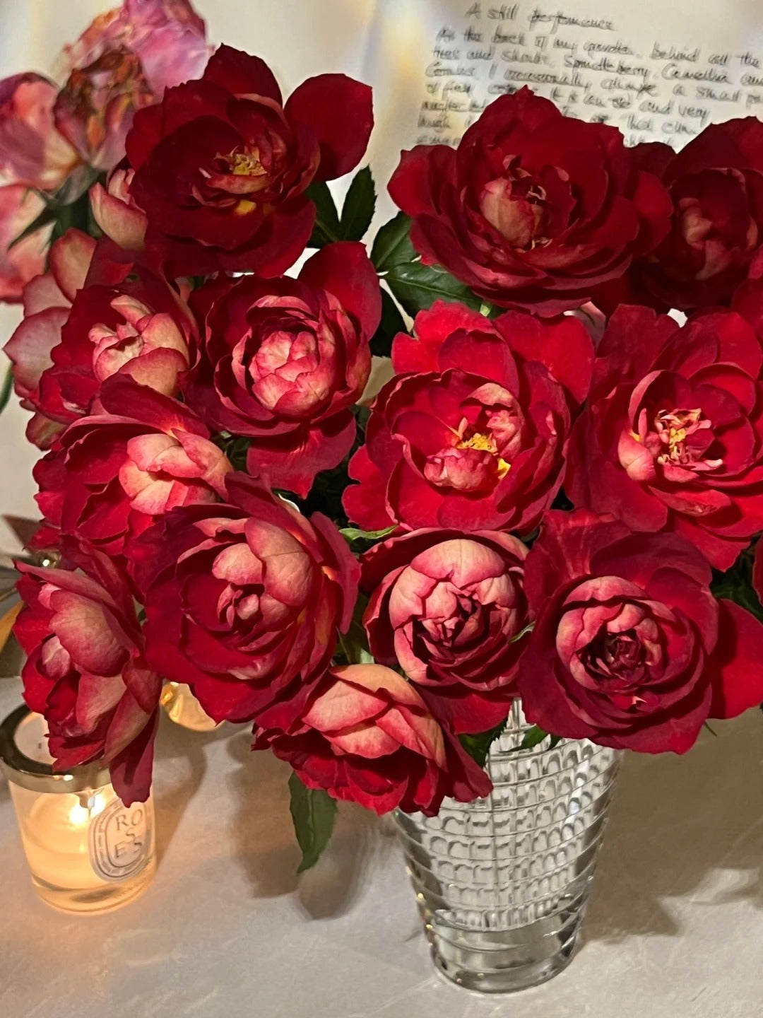 'Dominique Massad' Shrub Rose