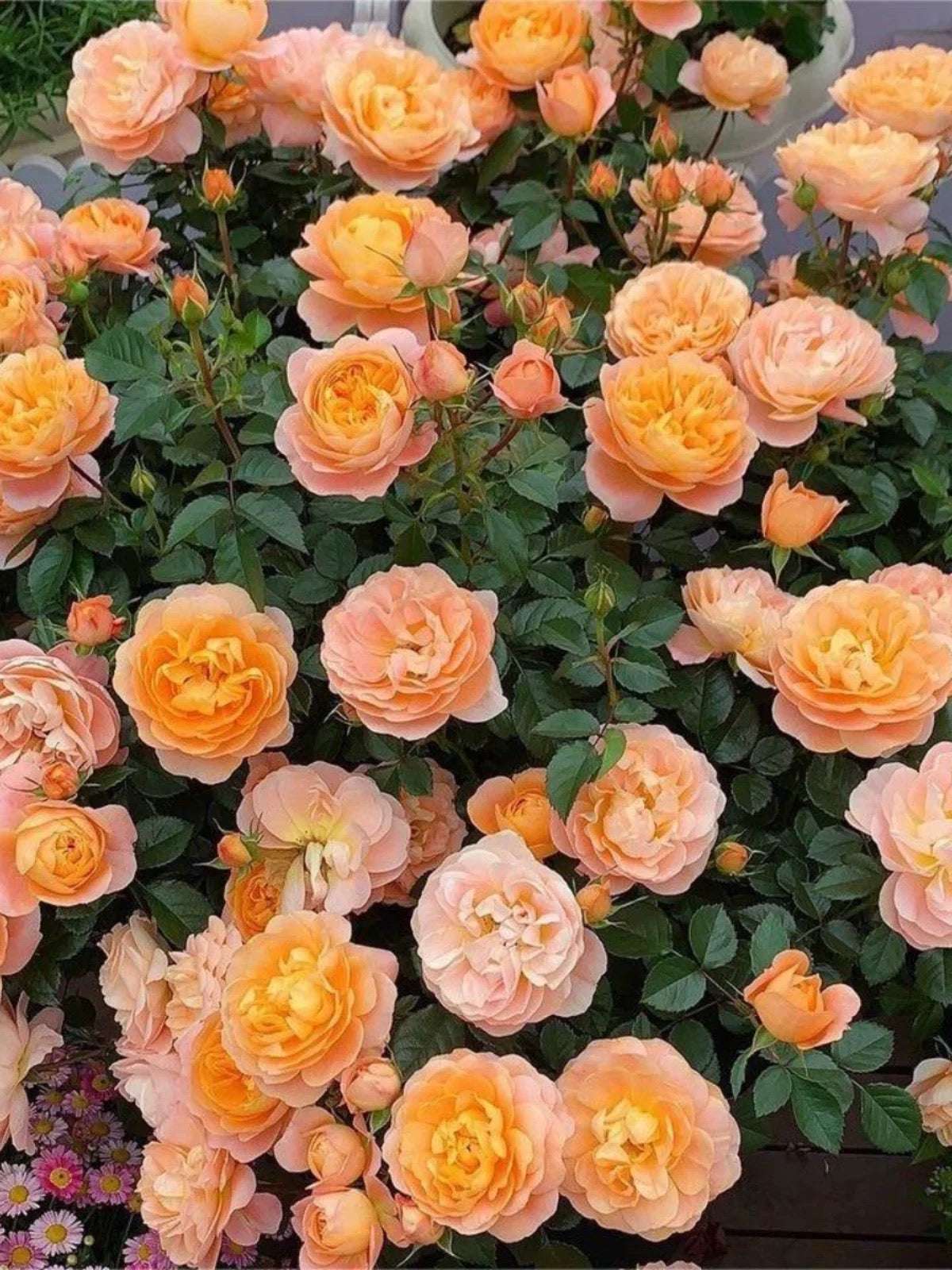 'Juicy Terrazza' Shrub Rose
