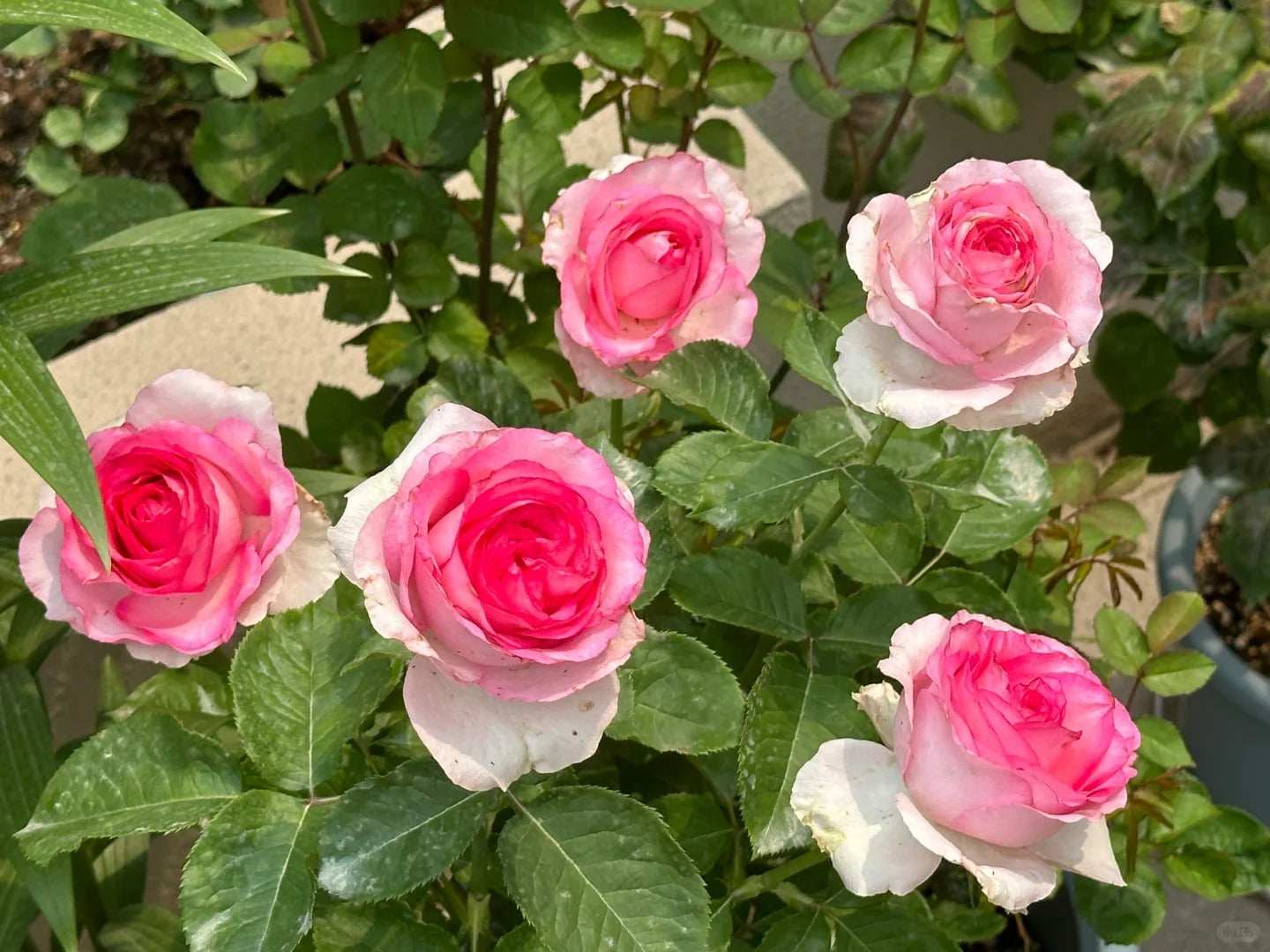 'Bella Vita' Shrub Rose