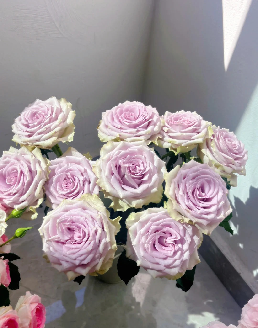 'Fifth Avenue' Shrub Rose