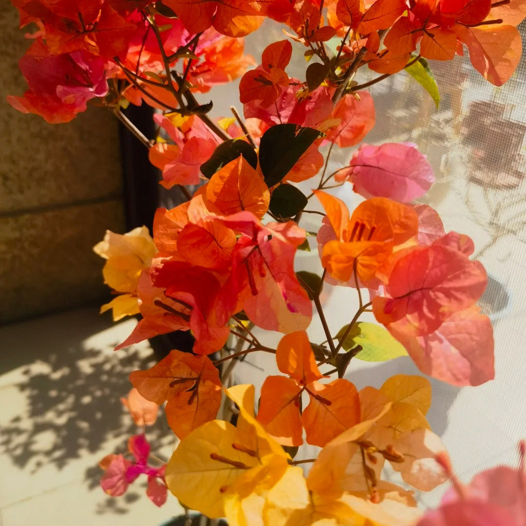 Bougainvillea 'Adarna'