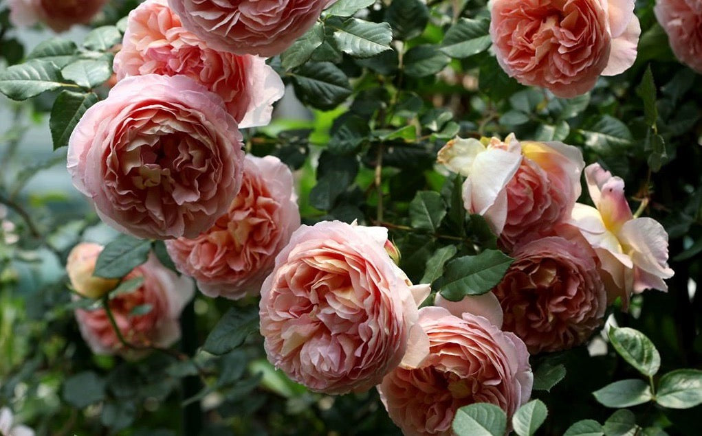 Auscot - English Shrub Rose Brush Live Plant, 3-5 gallon