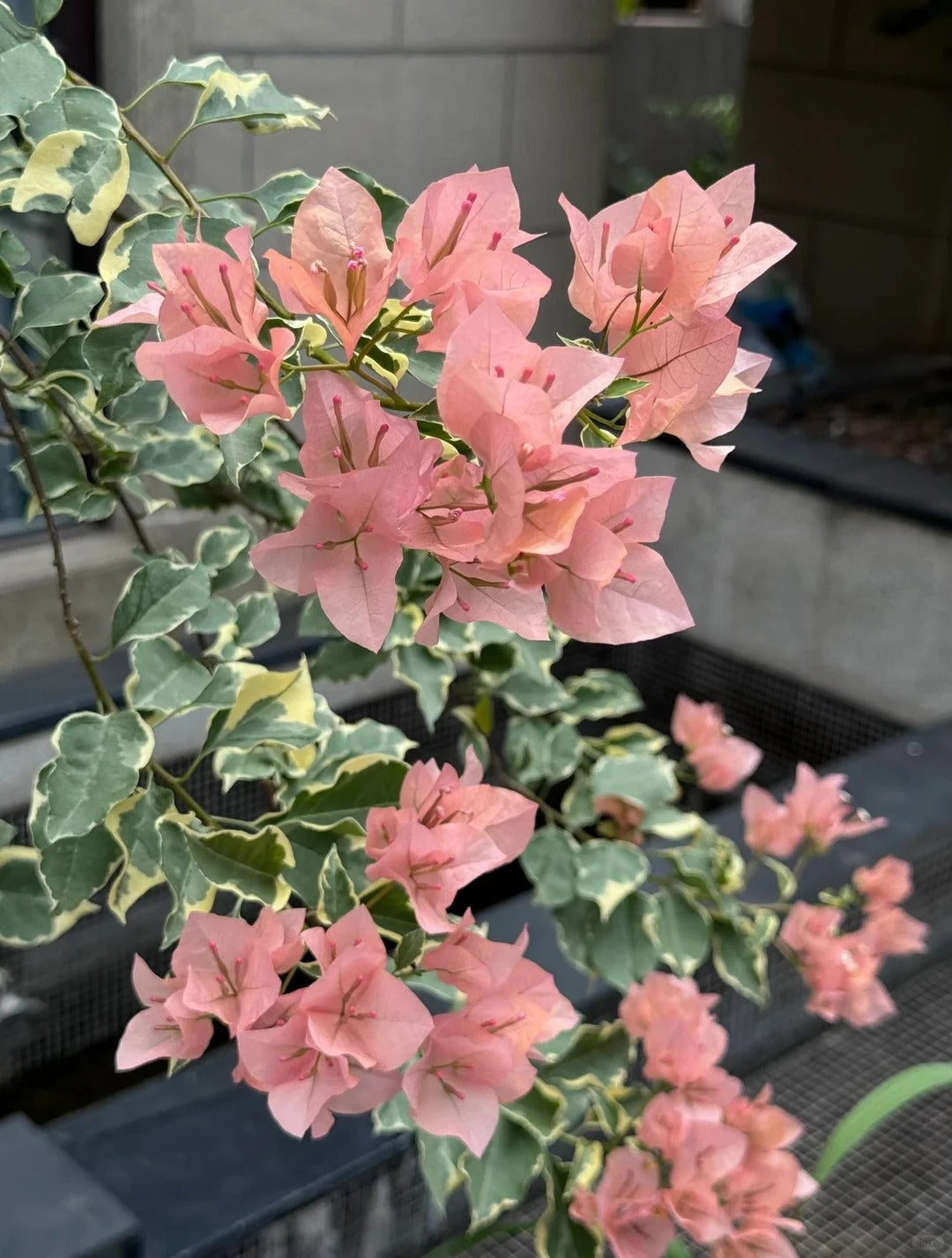 Bougainvillea 'Variegated Mas Perak'