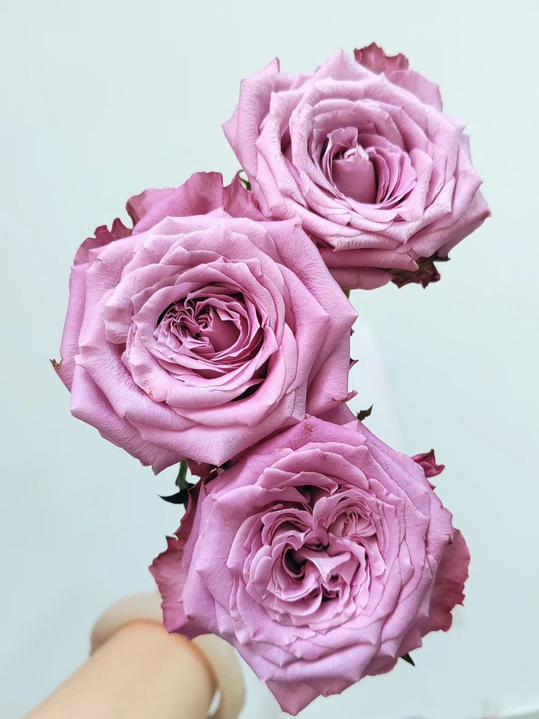 'Maritim' Shrub Rose