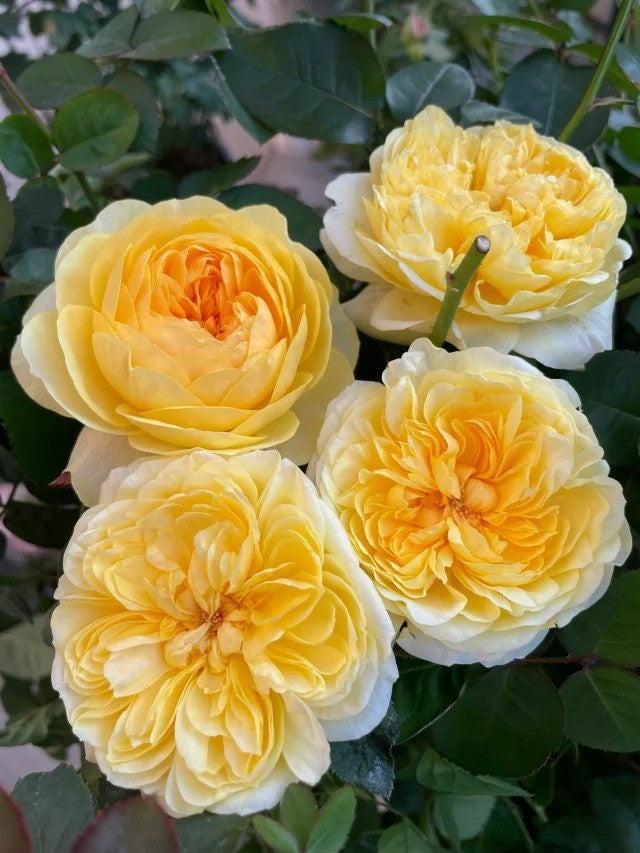 'Ehuang' Shrub Rose