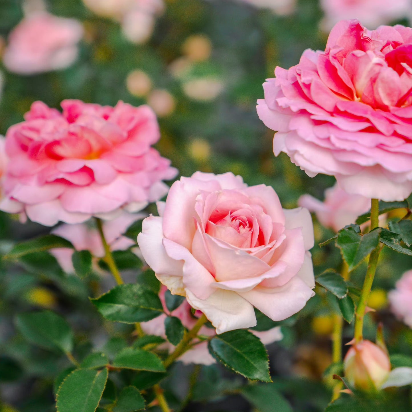 'Lanshan' Shrub Rose
