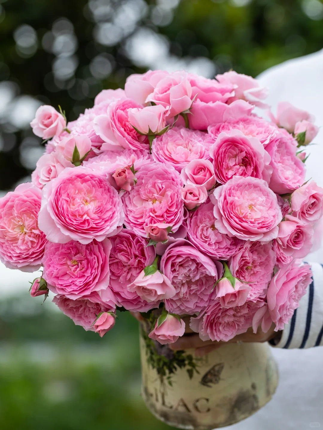 'Wanshan' Shrub Rose