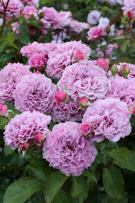 'Colin Craven' Shrub Rose