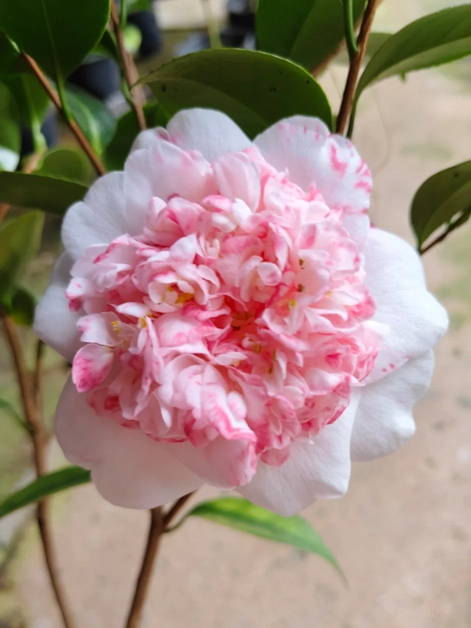 'Yutianshi' Camellia
