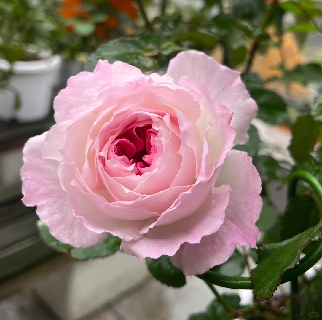 'Zhijin' Shrub Rose