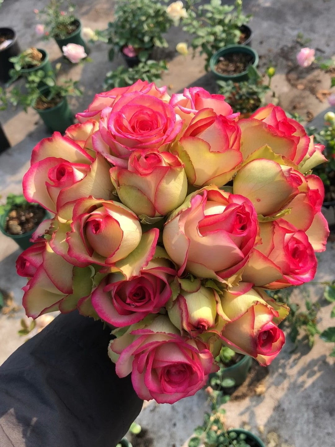 'Florida' Shrub Rose