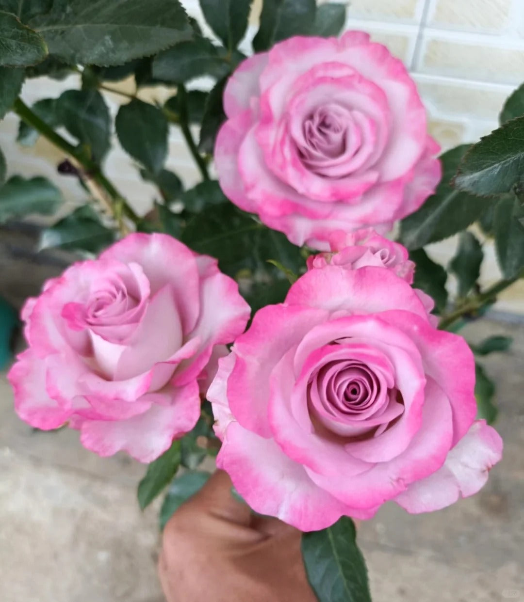 'Glamorous' Shrub Rose