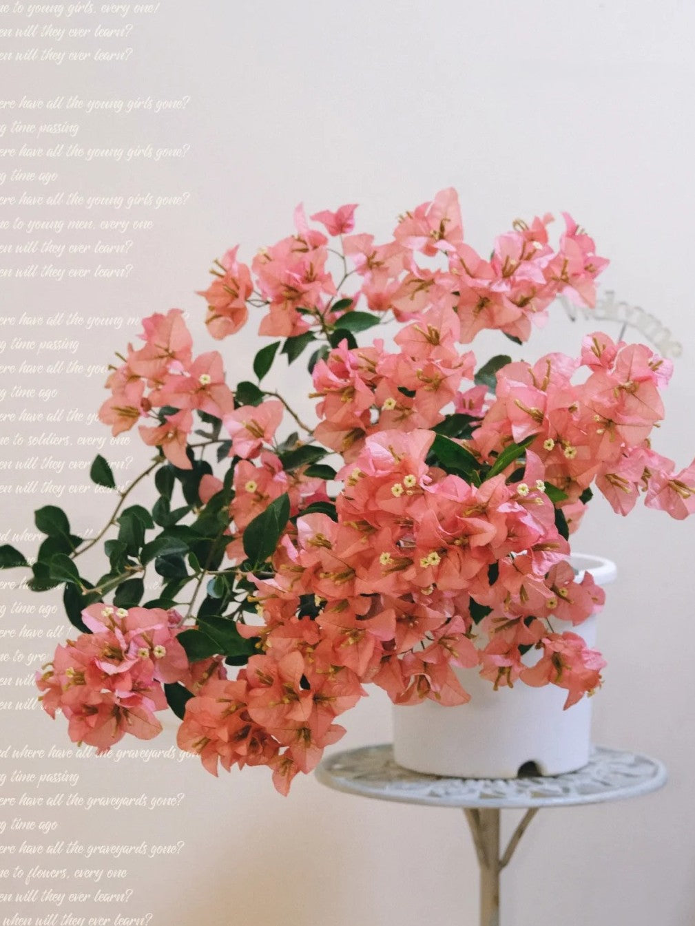 Bougainvillea 'Kayata'