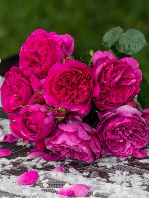 'Cixuan' Shrub Rose