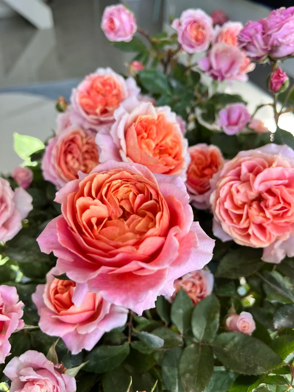 'Xingchen' Shrub Rose