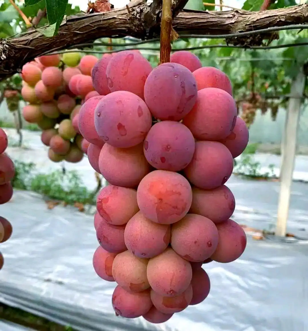 Queen Nina Grape Vine