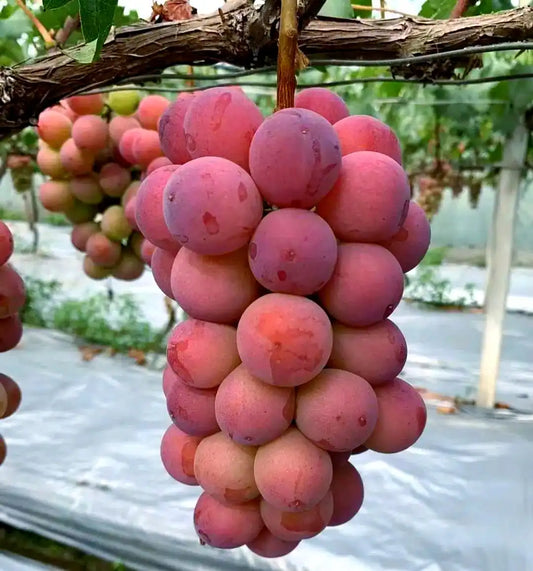 Queen Nina Grape Vine
