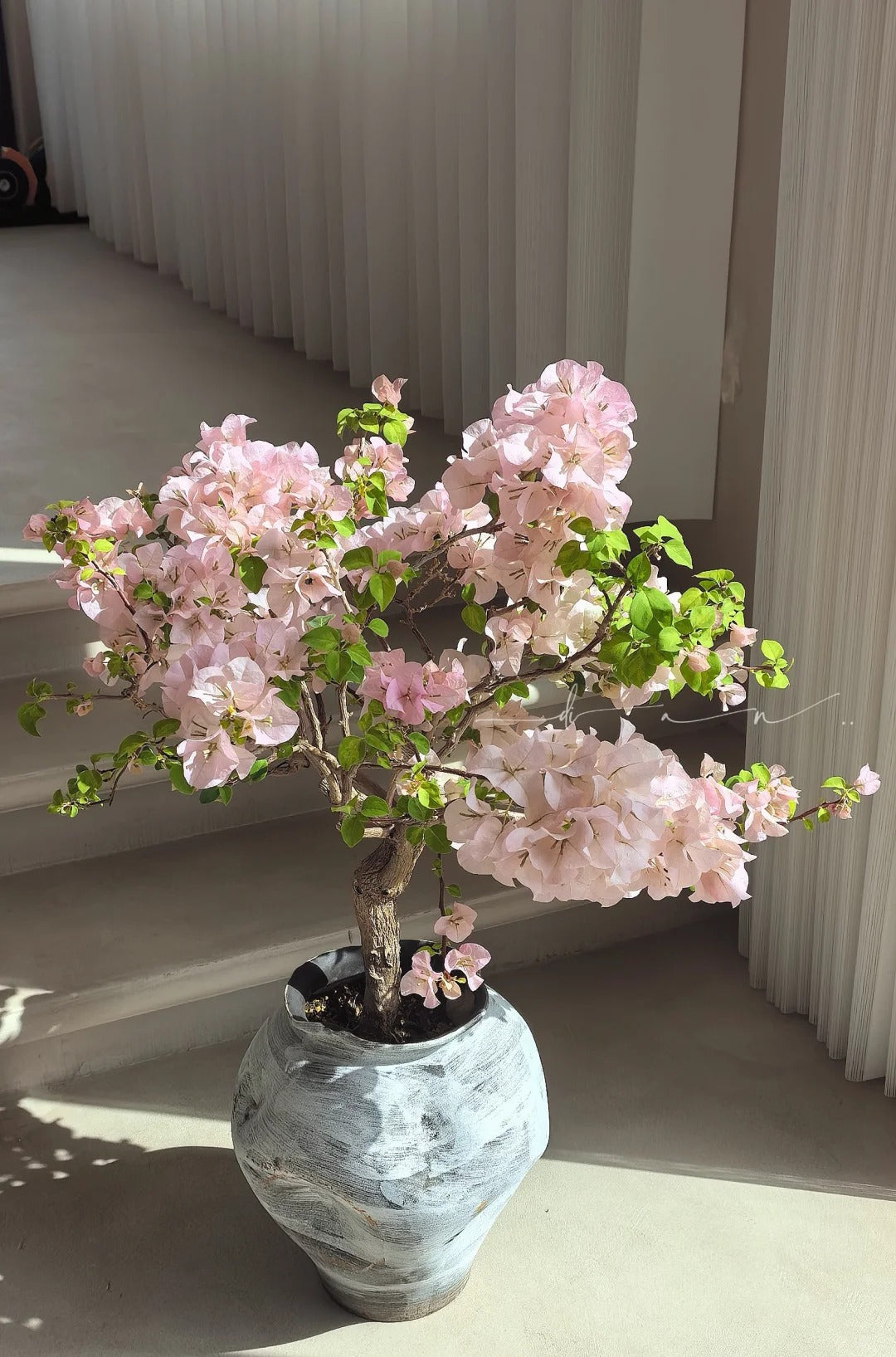 Bougainvillea 'Ladybird Batik'