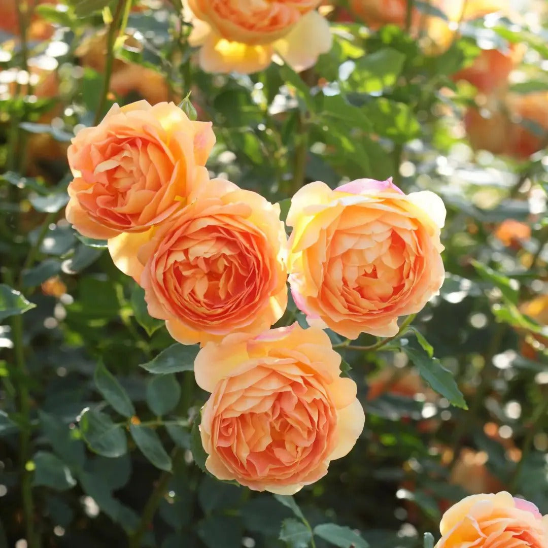 Lady of Shalott® (AUSnyson) David Austin® Climbing Rose Brush Live Plant, 5 gallon