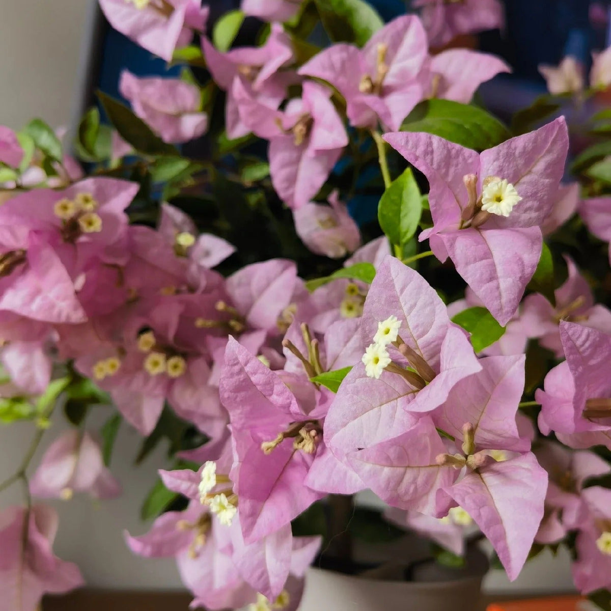 Bougainvillea 'Cypheri'