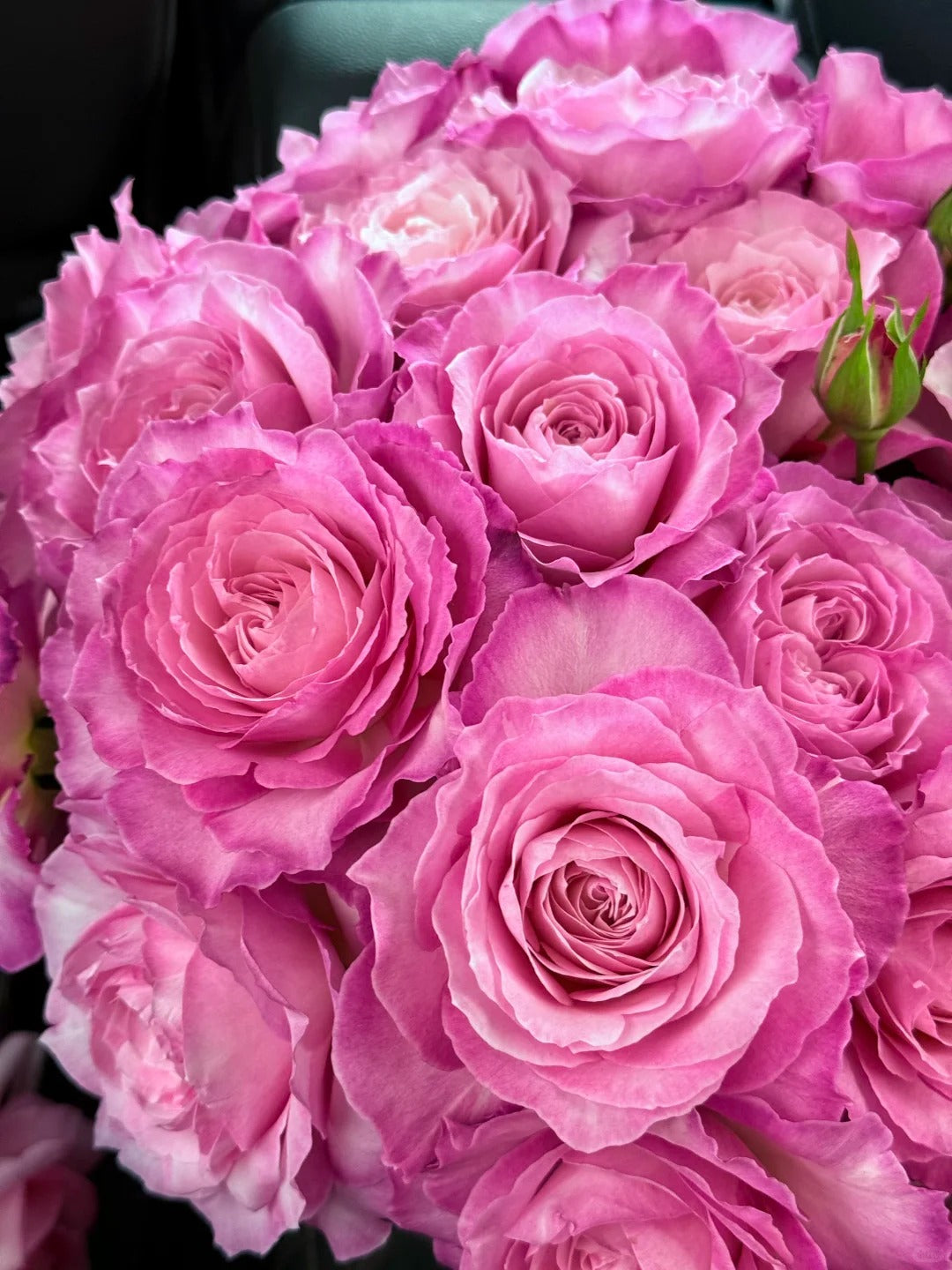 'Xingyuan Xueqing' Shrub Rose