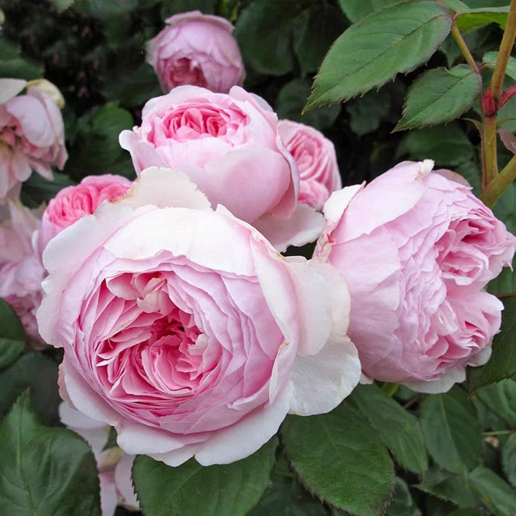 Ausham - English Shrub Rose Brush Live Plant, 3-5 gallon