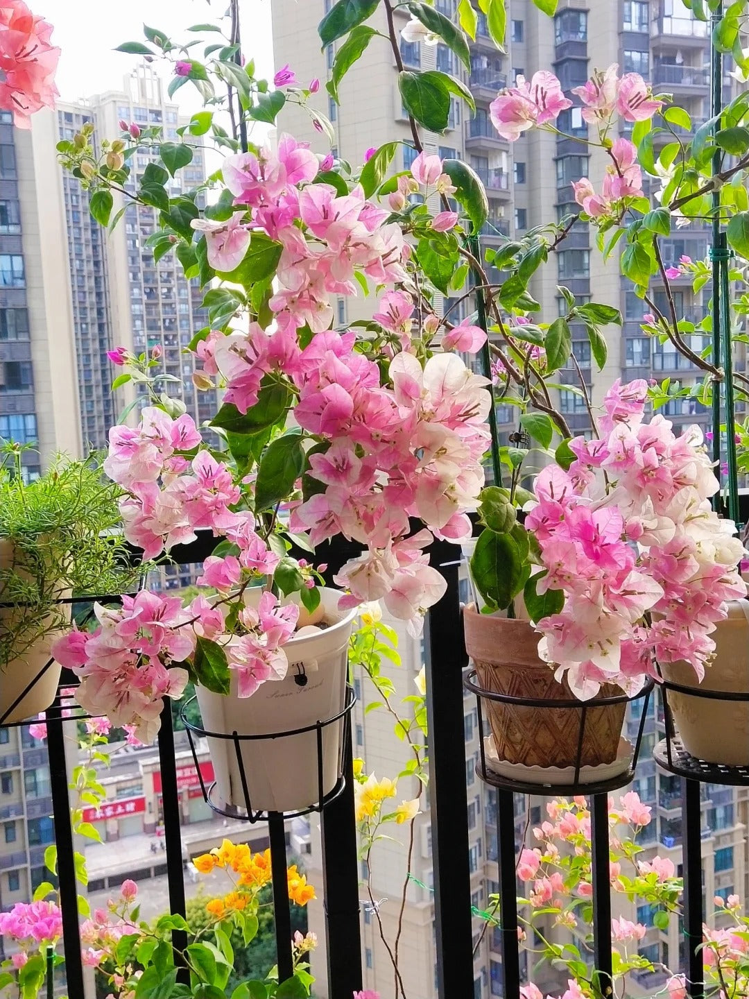 Bougainvillea 'Splash'