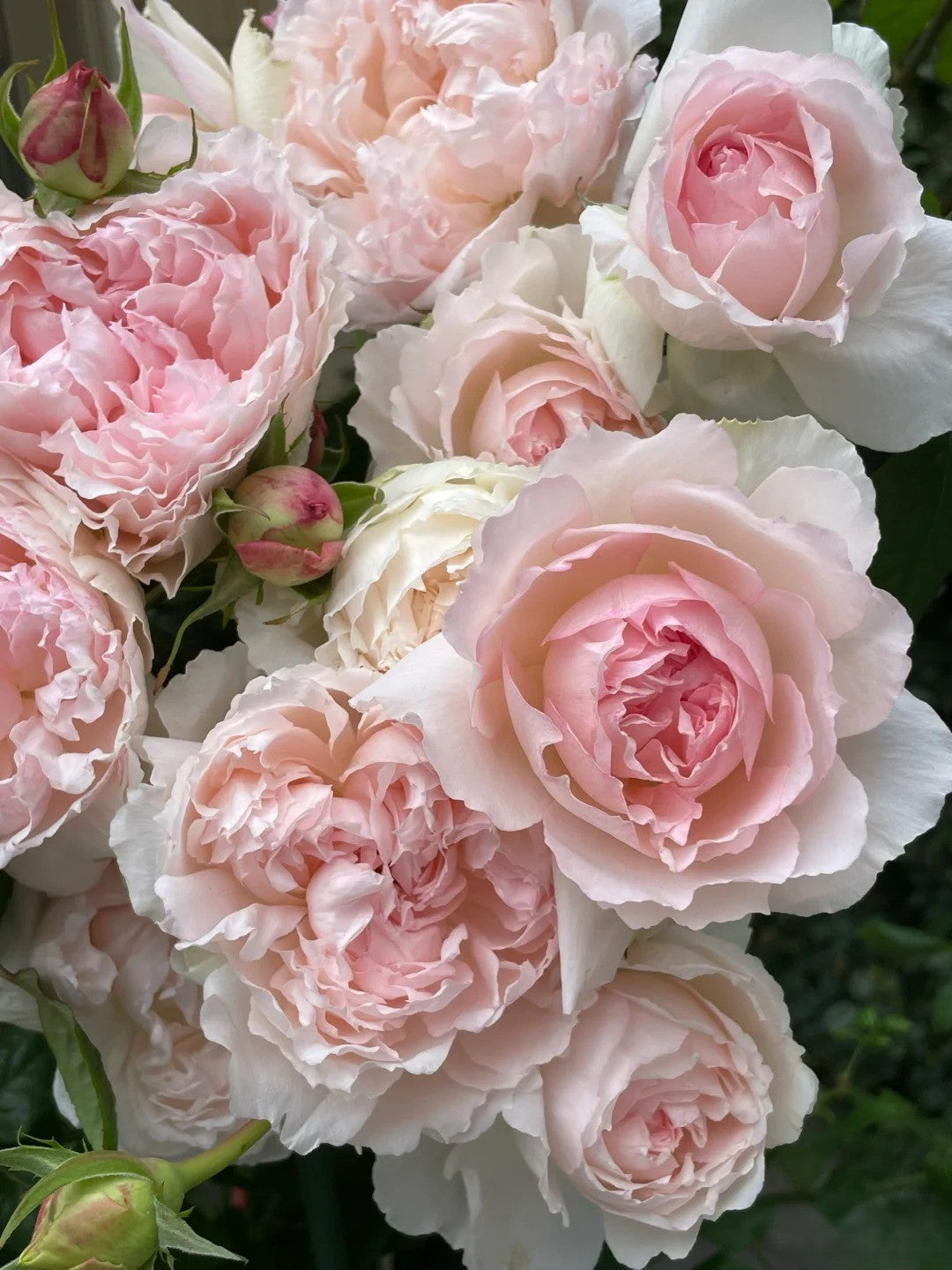 'M-Perzik' Shrub Rose