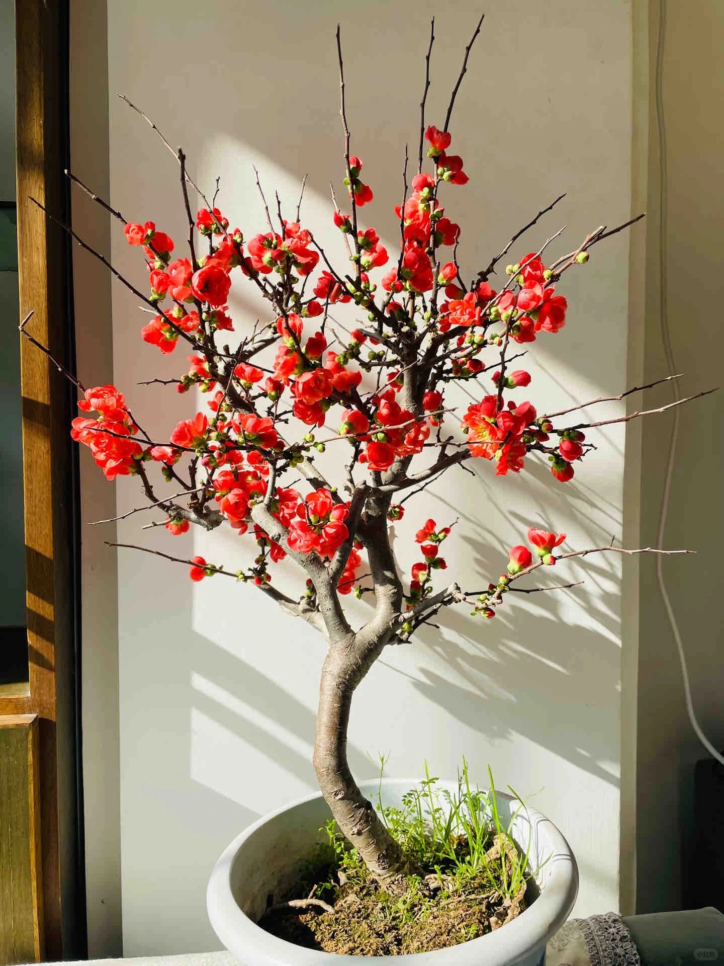 'Chojukan' Japanese Flowering Quince