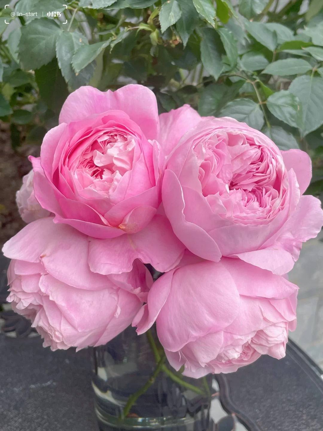 'Hejiao' Shrub Rose