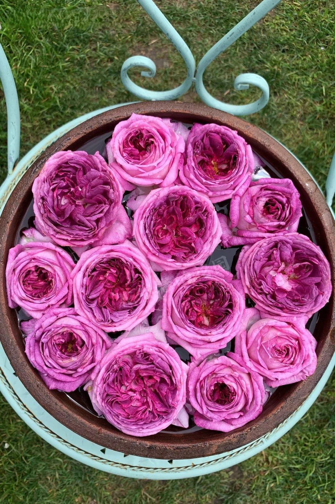 'Thierry Marx' Shrub Rose