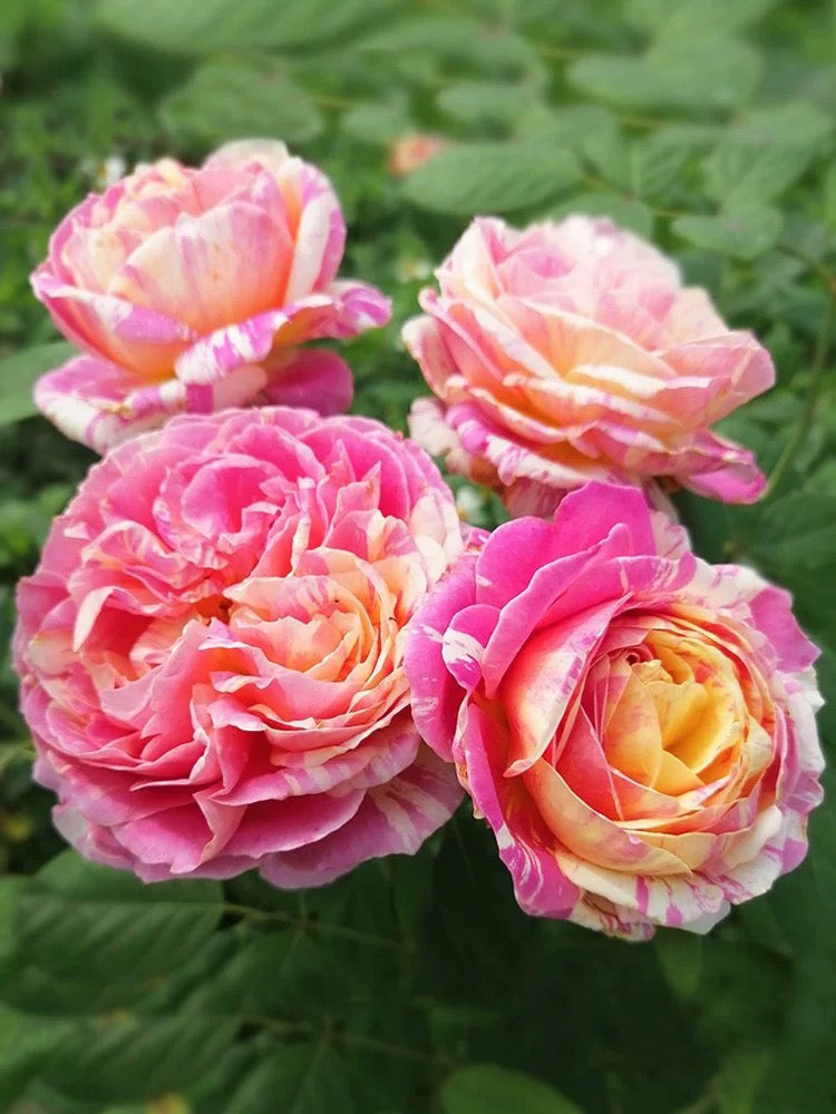 'Claude Monet' Shrub Rose