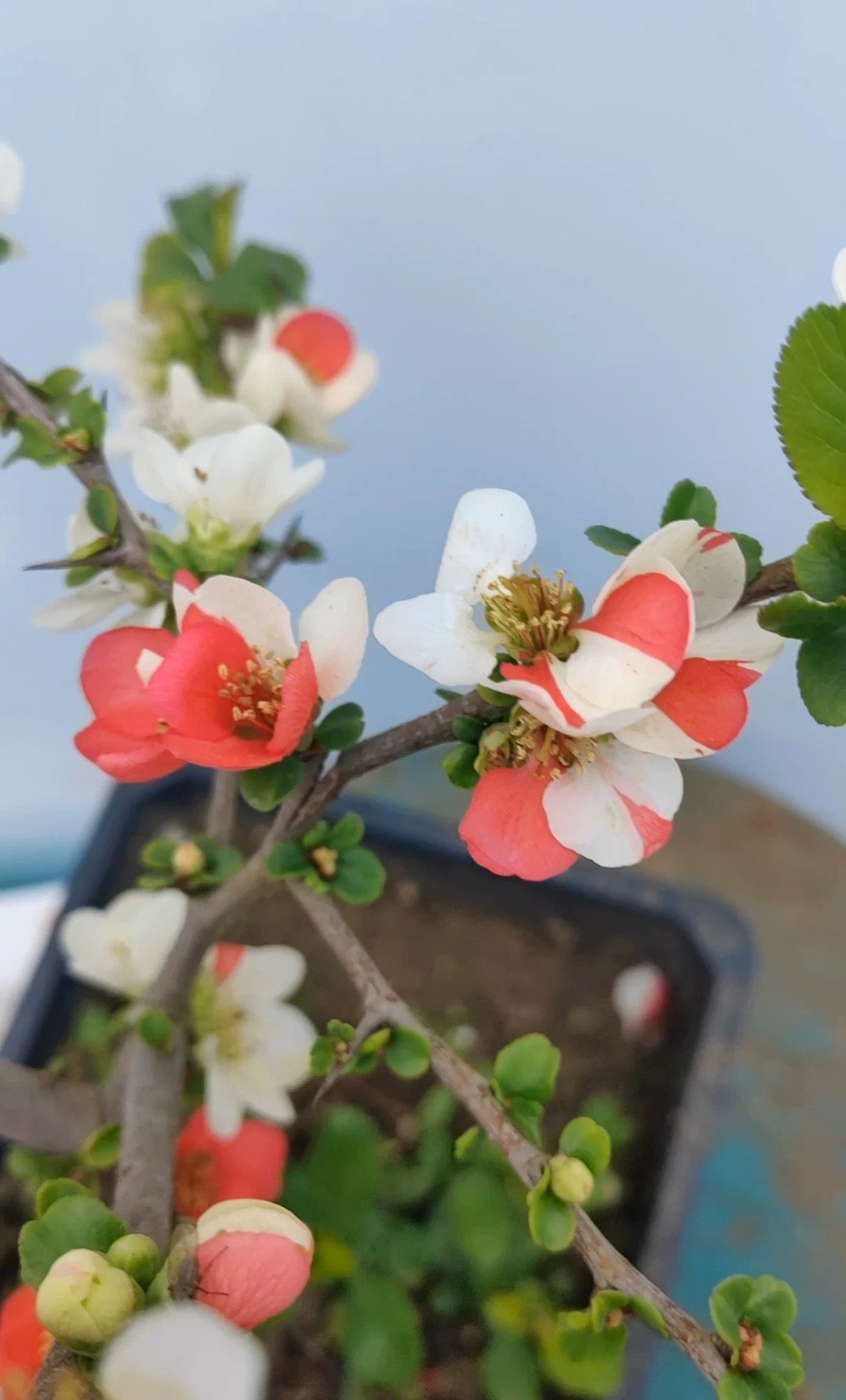 'Changshoubao' Japanese Flowering Quince