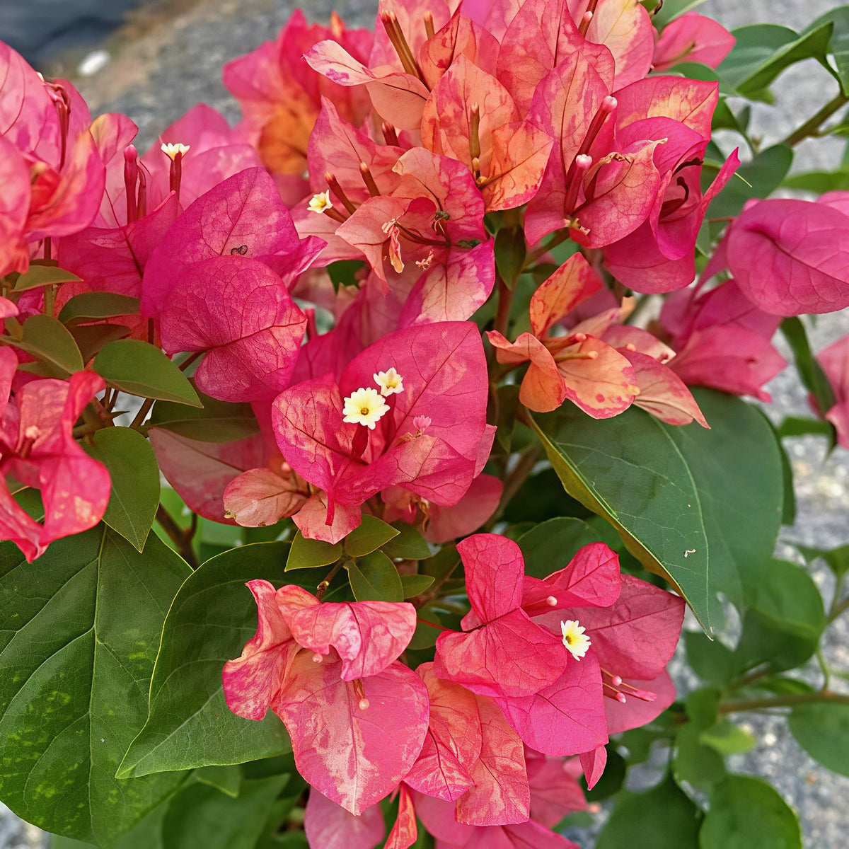 Bougainvillea 'Ajuna'