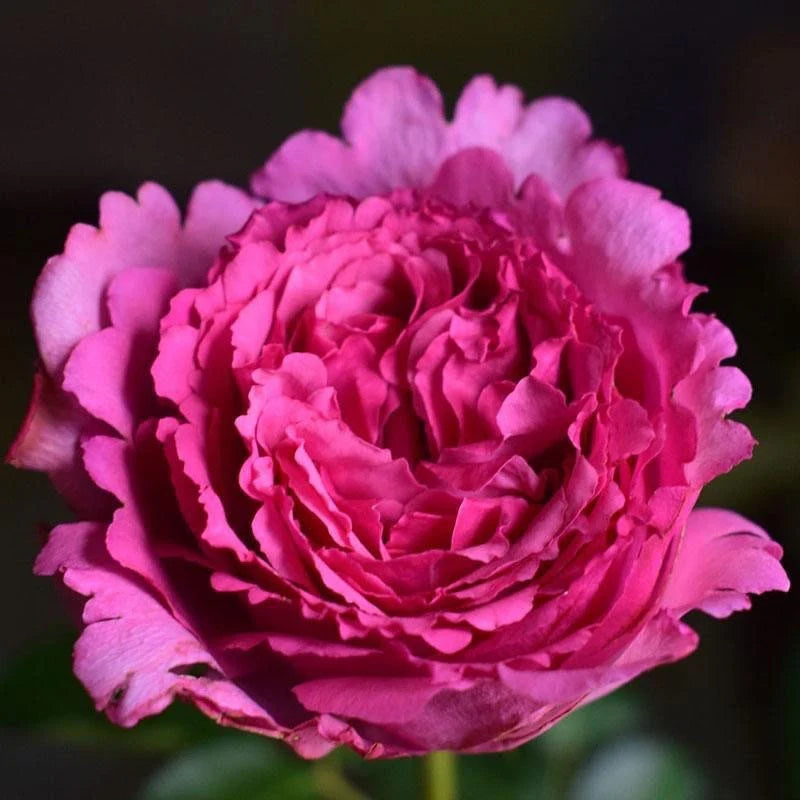 Yves Piaget® Shrub Rose Brush Live Plant, 5 gallon