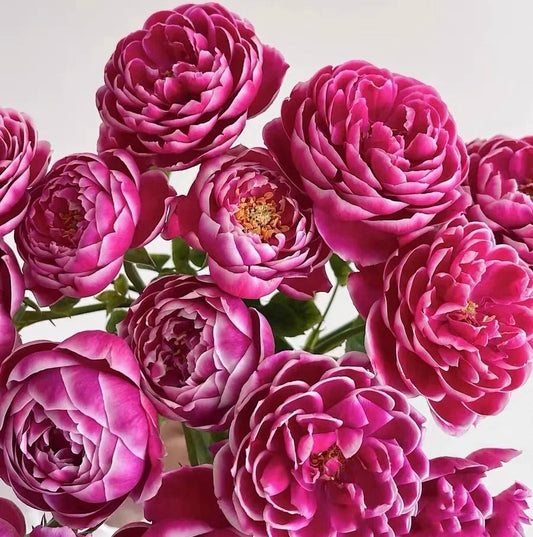 'Marie Rose' Shrub Rose
