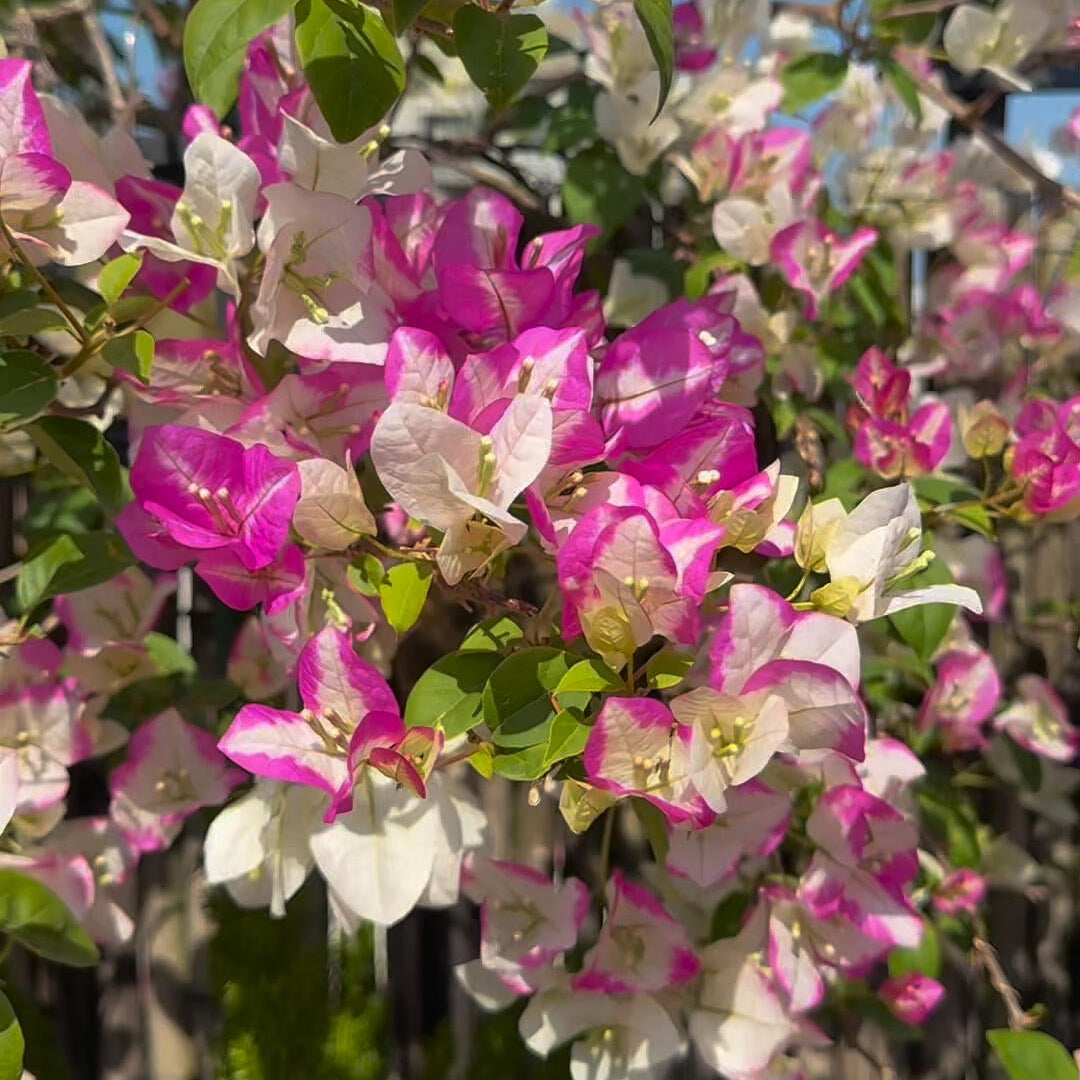 Bougainvillea 'Coconut Ice'