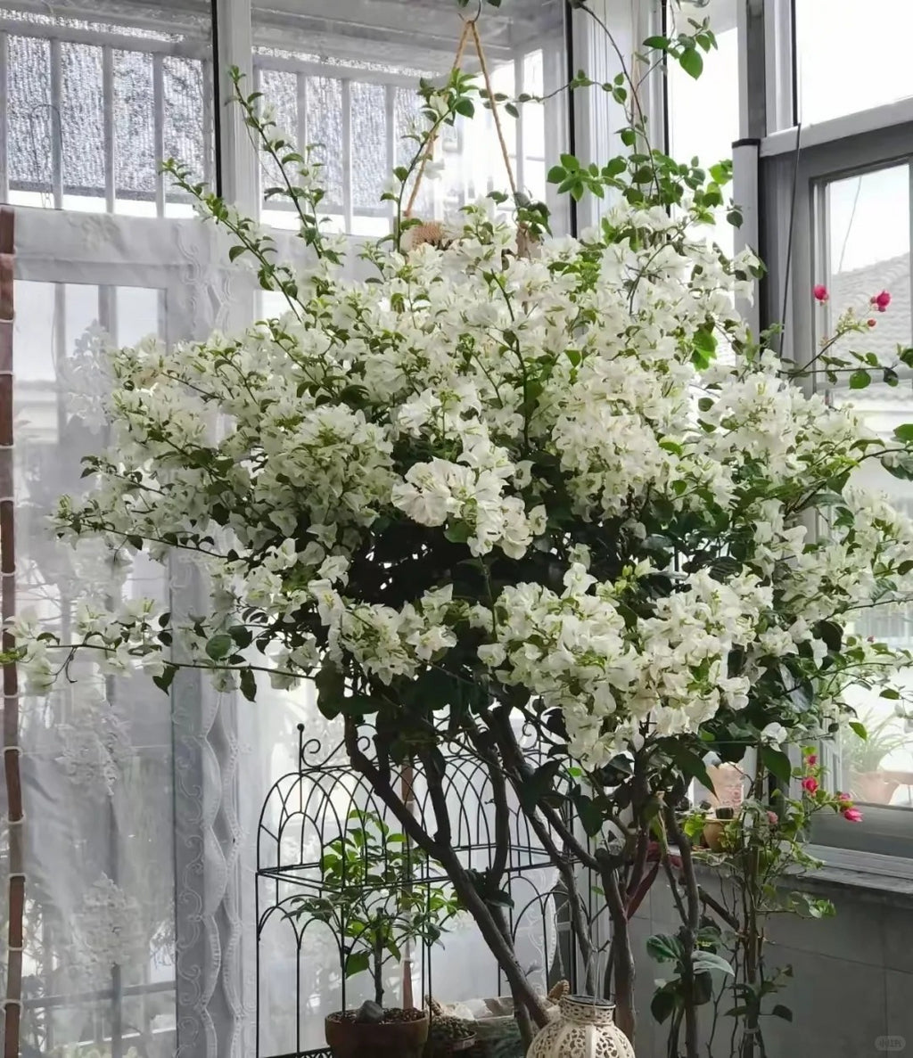 Bougainvillea 'Eva White'